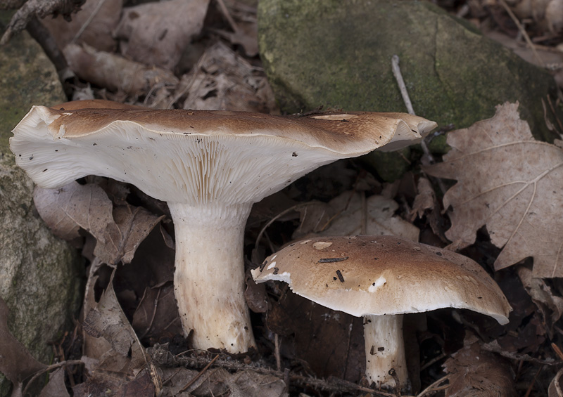 Leucopaxillus gentianeus